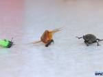 Various beetle flies