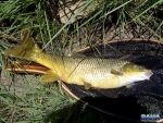A nice yellowfish