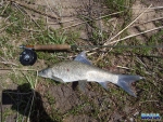 A mudfish