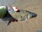 A mudfish