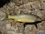 Another nice smallmouth yellowfish