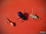 Some of our flies