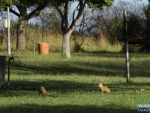 Meerkats in camp