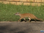 Meerkat