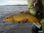A nice Sterkfontein yellowfish