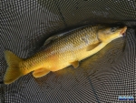 Netted yellowfish