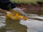 Releasing a yellowfish