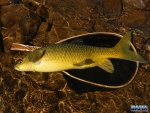 A nice Sterkfontein yellowfish