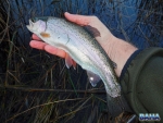 A small rainbow trout at Kamberg