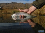 Releasing a rainbow trout at Kamberg