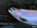 A rainbow trout