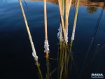Frozen reeds on Star Dam