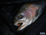 A trout taken on an orange bead