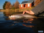 Releasing a trout at McKenzies