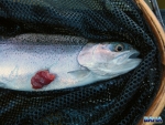 A surprising feisty trout, considering its cormorant injury