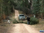 After being dominated by the Fortuner, Neill was too scared to drive over this tree, so road clearing commenced