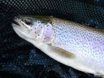 A rainbow trout