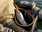 A fat rainbow trout
