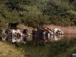Cows drinking from one of our waters