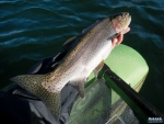 One of the better fish from McKenzies
