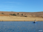 Bruce fishing against a backdrop of wildebeest at Tillietudlem