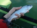 A small rainbow trout