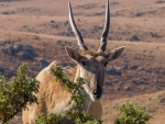 Eland at Tillietudlem