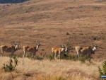 Eland at Tillietudlem