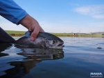 Releasing a rainbow trout