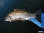Another Underberg trout