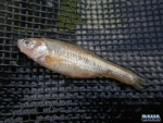 A minnow that a stockie spat out