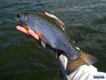 A small rainbow trout