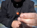 A tied on the boat egg sucking leach