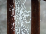 Frozen spider webs