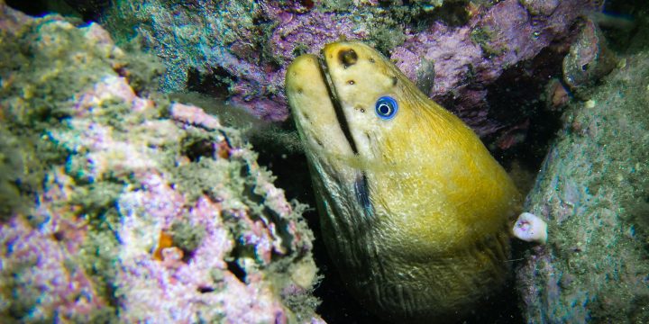 Diving Kurnell – The Monument