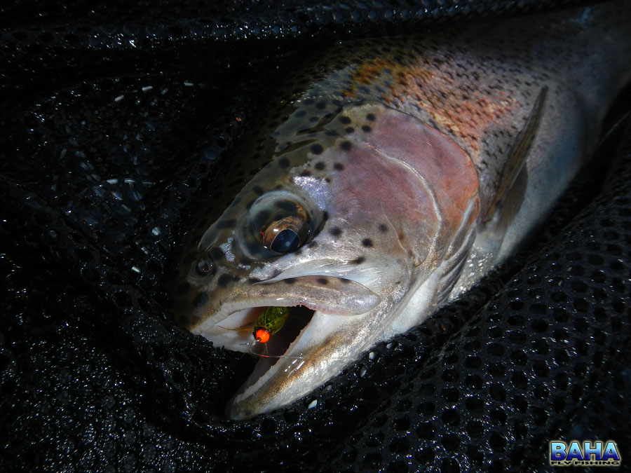 The Boston Dargle Fly Fishing Festival 2014