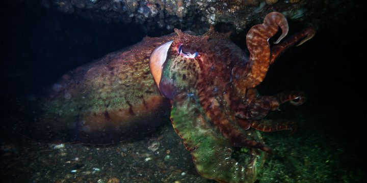 Exploring Fairlight Underwater…