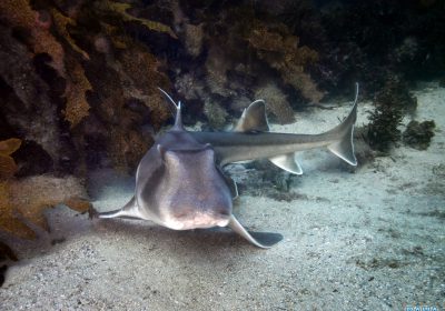 A Glorious Morning Guiding a Dive at Shelly Beach