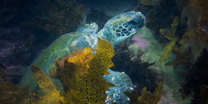 A Morning Dive at Fairy Bower