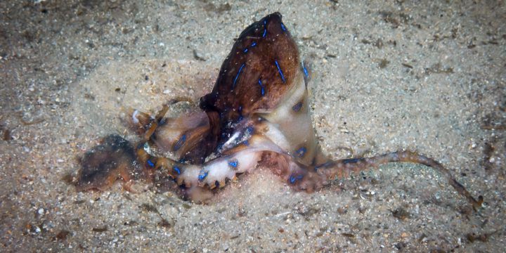 Blue-ringed Octopus at Clifton Gardens