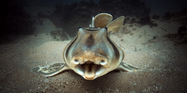 Diving with the Port Jackson’s at Shelly Beach