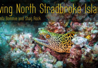 Diving Manta Bommie and Shag Rock with Manta Lodge – A Video