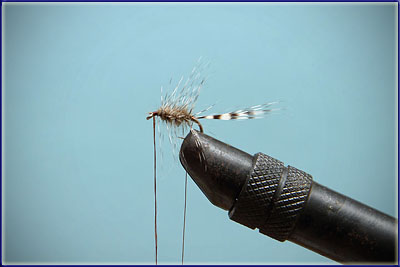 Step 5 of tying a Elk Hair Caddis