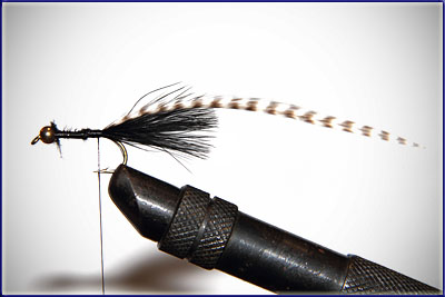 Step 5 of tying a Wooly Bugger