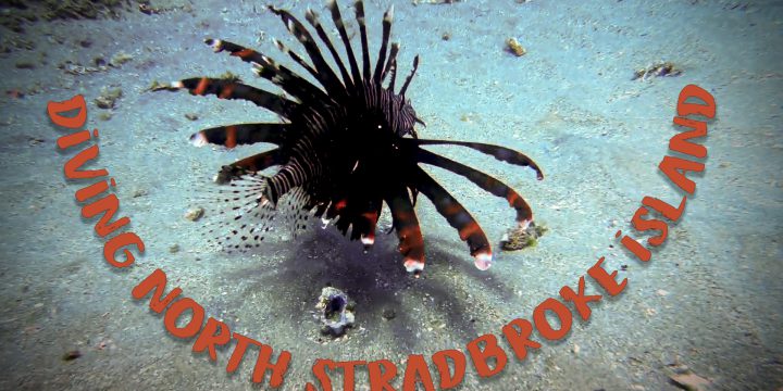 Diving Shag Rock, North Stradbroke Island – A Video